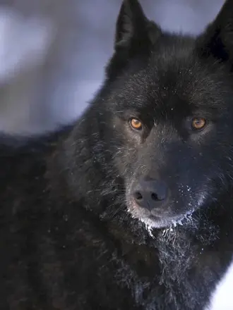 Блэк Вульф волк