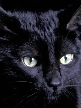 Богемская кошка чёрная