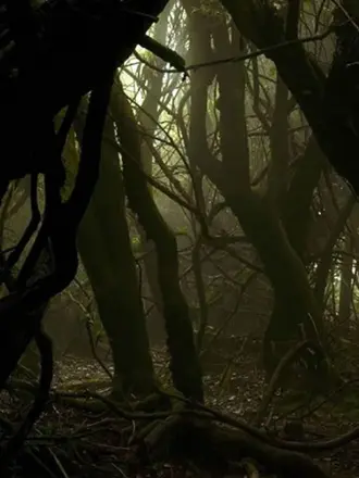 Братья Гримм таинственный лес