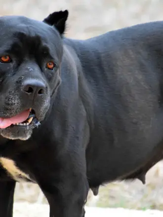 Cane Corso бойцовские