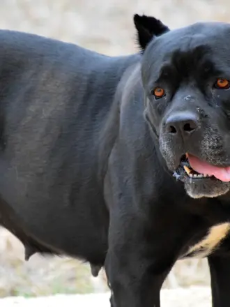 Cane Corso бойцовские