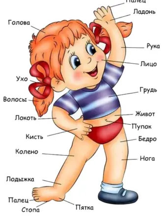 Части тела человека для детского сада
