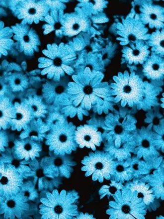 Черно-белый цветок