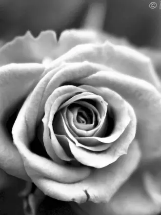 Черно-белый цветок