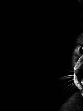 Черные обои