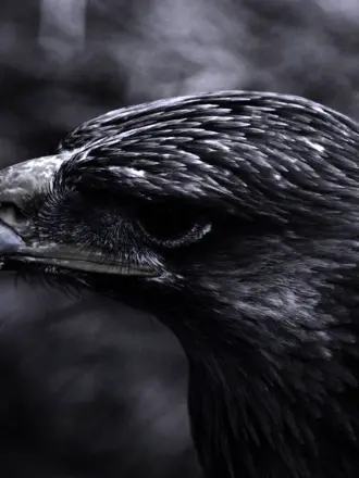 Черный Беркут