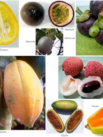 Экзотические фрукты и их названия