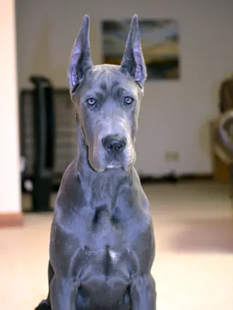 Great Dane собака