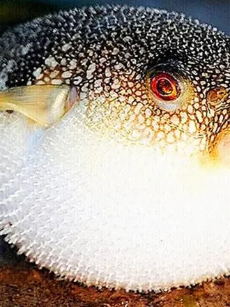 Ядовитая рыба фугу