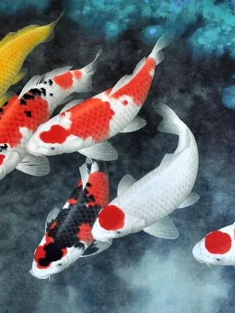 Японский Карп кои