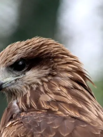 Ястреб Халзан