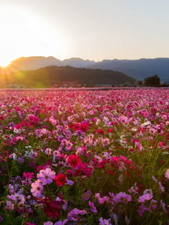 Южная Корея поле космея горы