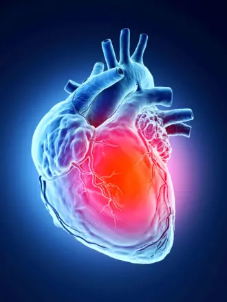 Изображение сердца человека