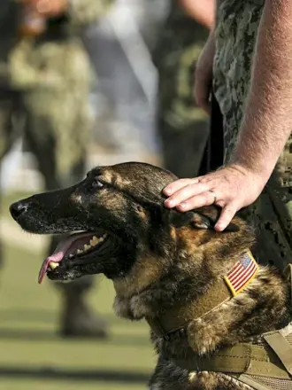 K9 овчарка Army