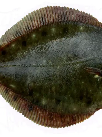 Каббала рыба