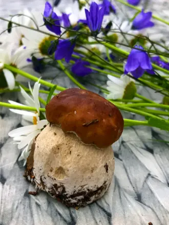 Хорошие грибы