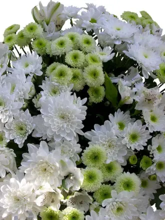 Хризантема Серенити Салмон