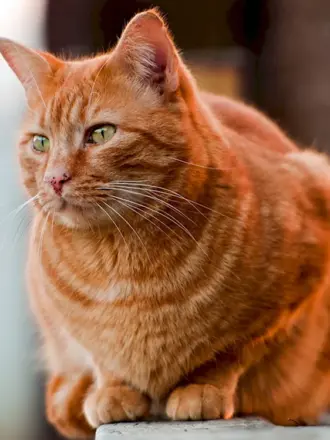 Художник Christina Schulte