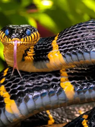 Королевская ошейниковая змея