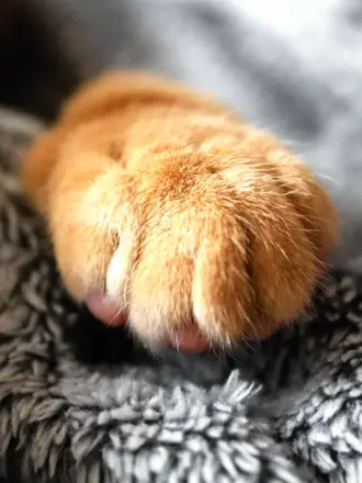 Кошачья лапа