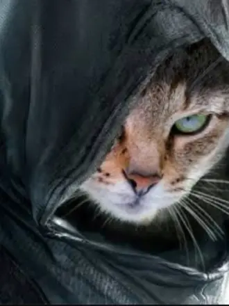 Кошка ассасин
