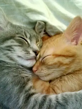 Кошки обнимаются