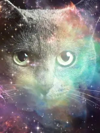 Космический кот