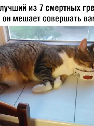 Кот лень