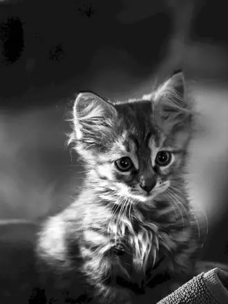 Котята чёрно белые
