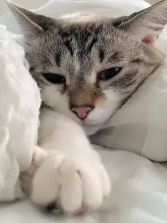 Котики Эстетика