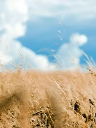 Ковыльная степь и пшеничное поле