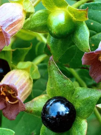 Красавка белладонна