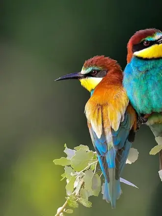 Красивые птицы