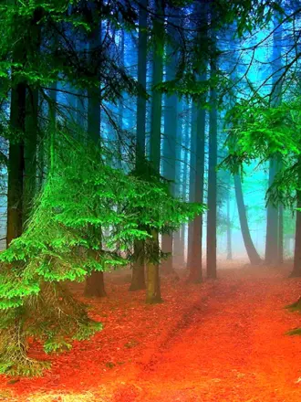 Красивый лес