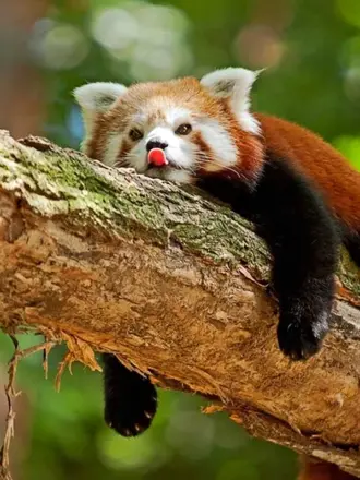 Красная енотовидная Панда