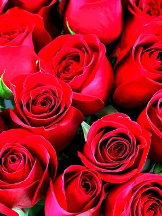 Красные розы