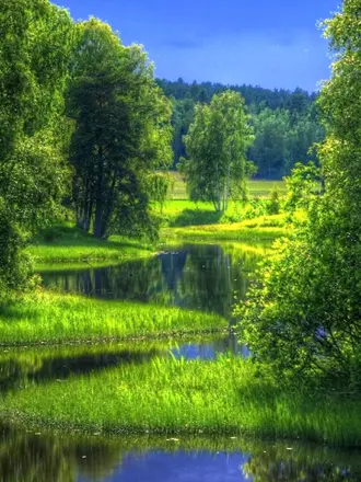 Лесная Поляна природа лес река