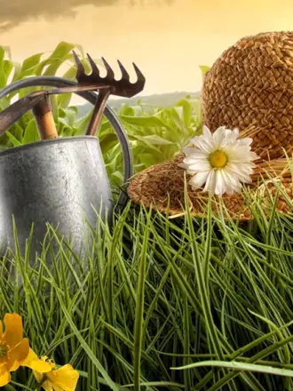 Лето огород