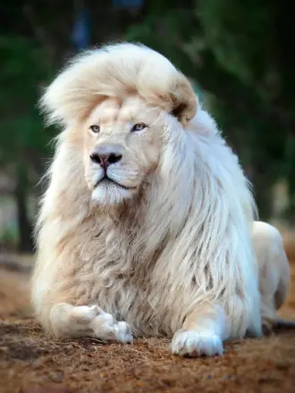 Лев альбинос