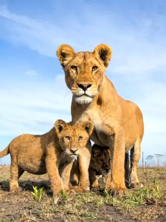 Лев львица и Львенок