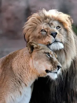Леви львица
