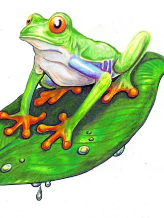 Лягушка рисунок