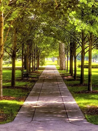 Липовая аллея Сокольники