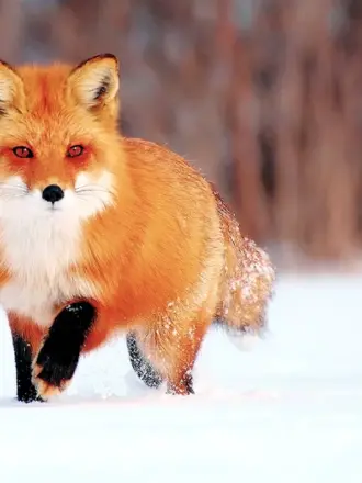 Лисица Хоккайдо