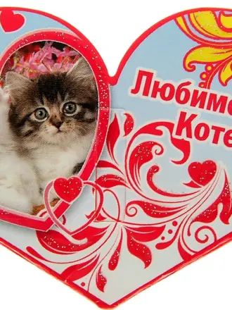 Любимому котику