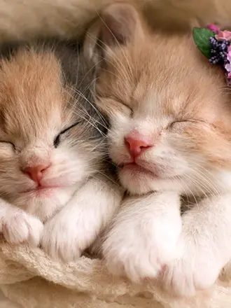Милые котики