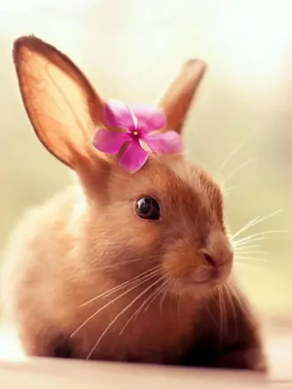 Милый кролик