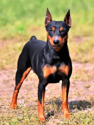 Мини Доберман-пинчер