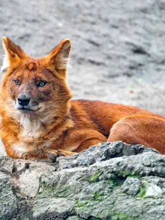 Моголлонский горный волк