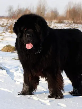 Ньюфаундленд собака